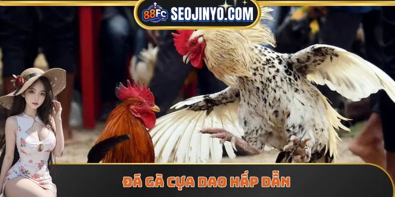 Đá gà cựa dao hấp dẫn