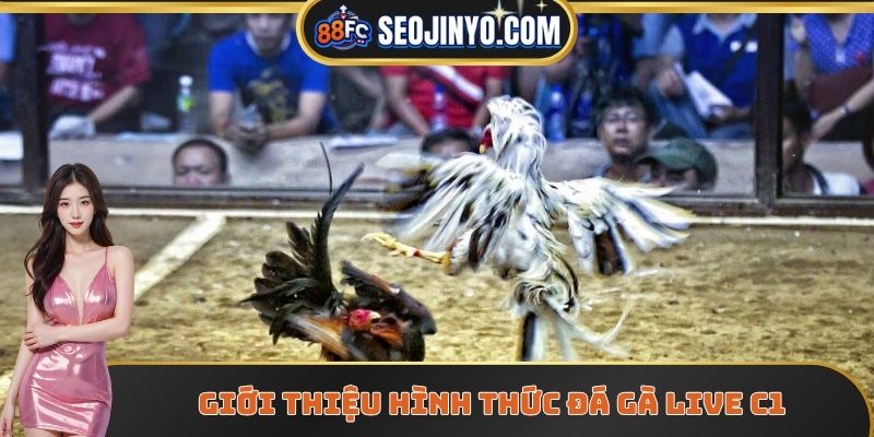 Giới thiệu hình thức đá gà live C1